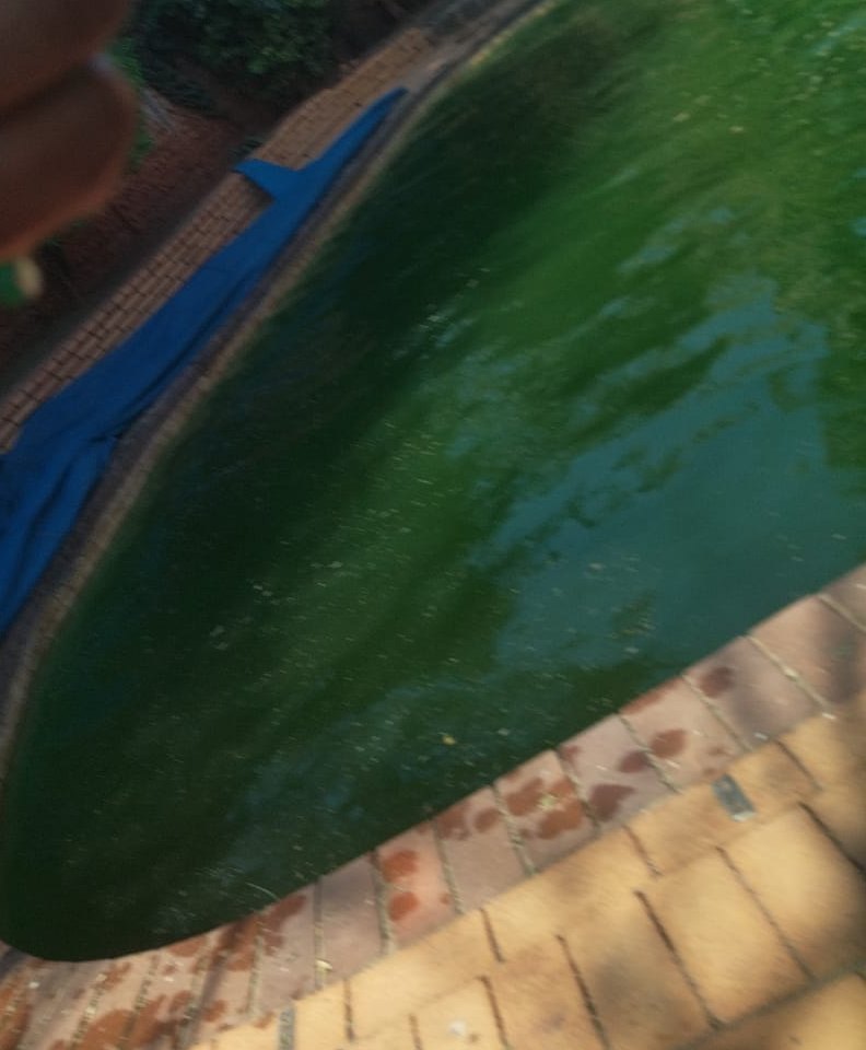Neglected green swimming pool before JD renovation